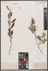 Foto von Salix aurita L. x Salix repens L.